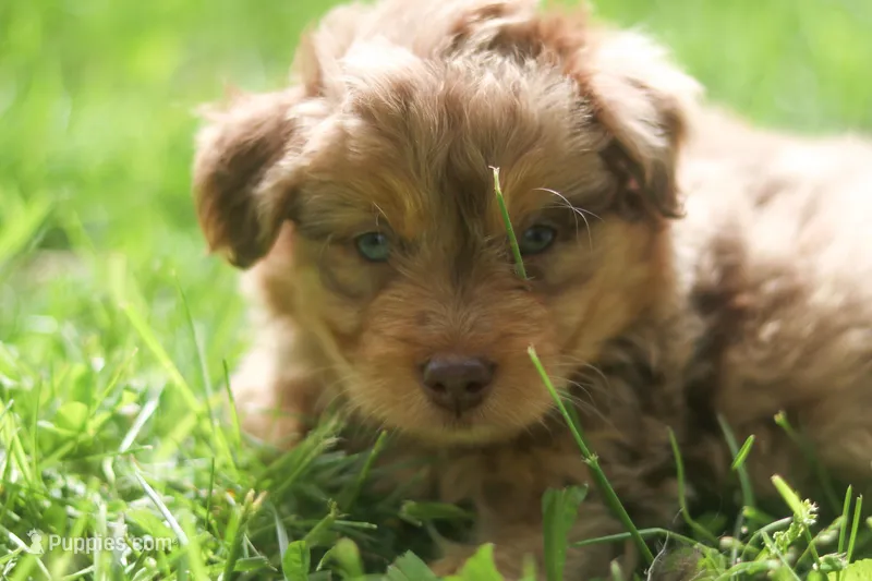 Avery  – Miniature Aussiedoodle puppy for sale in Orleans, IN
