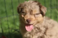 Avery , a male Miniature Aussiedoodle for sale in Orleans, IN – Photo 2 of 4