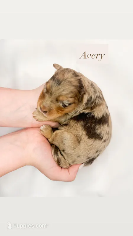 Avery  – Miniature Aussiedoodle puppy for sale in Orleans, IN