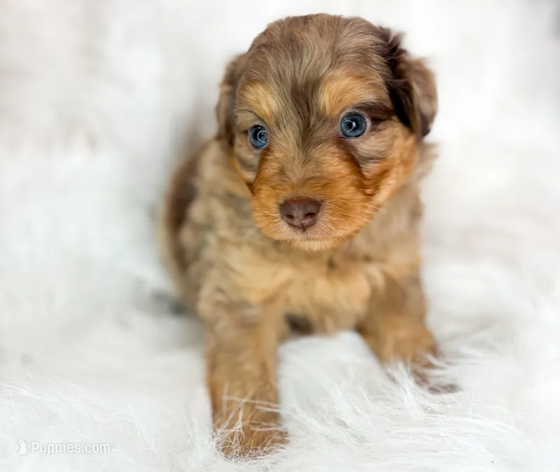 Avery  – Miniature Aussiedoodle puppy for sale in Orleans, IN
