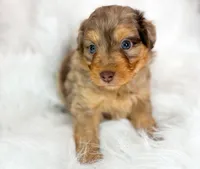Avery , a male Miniature Aussiedoodle for sale in Orleans, IN – Photo 3 of 4