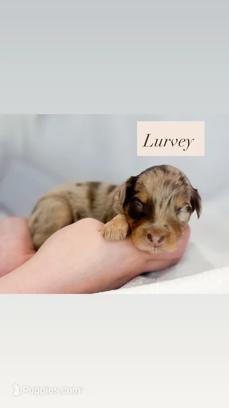 Lurvey  – Miniature Aussiedoodle puppy for sale in Orleans, IN