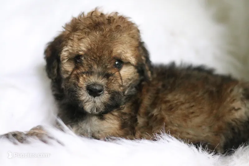 Hu – Poodle - Miniature , Miniature Aussiedoodle puppy for sale in Orleans, IN