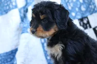 Lane, a female Miniature Aussiedoodle for sale in Orleans, IN – 2 of 3
