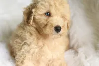 Jonny, a  Miniature Aussiedoodle for sale in Orleans, IN – 5 of 7
