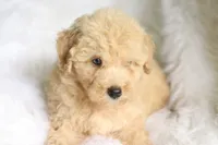 Jonny, a  Miniature Aussiedoodle for sale in Orleans, IN – 4 of 7