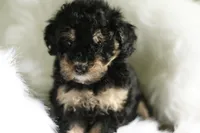 Snickers, a  Miniature Aussiedoodle for sale in Orleans, IN – 2 of 3