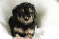 Snickers, a  Miniature Aussiedoodle for sale in Orleans, IN – 3 of 3