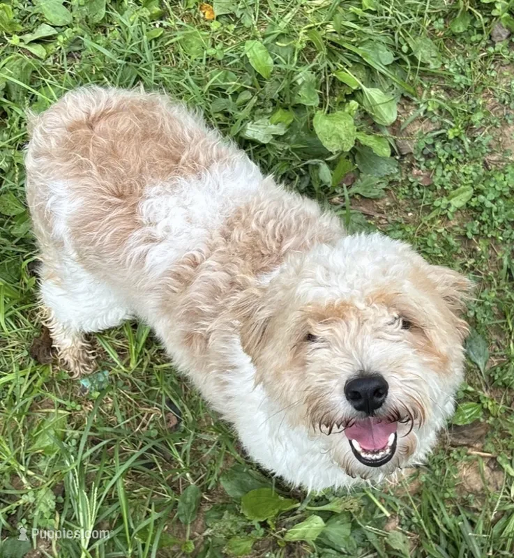Lainey – Miniature Aussiedoodle puppy for sale in Orleans, IN