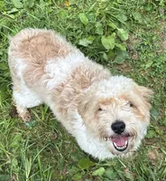 Lainey, a female Miniature Aussiedoodle for sale in Orleans, IN – 1 of 2