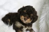 Hersey , a male Poodle - Miniature  and Miniature Aussiedoodle for sale in Orleans, IN – 4 of 4