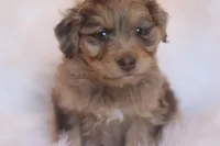 Wilber, a male Miniature Aussiedoodle for sale in Orleans, IN – Photo 2 of 3