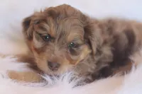 Wilber, a male Miniature Aussiedoodle for sale in Orleans, IN – Photo 3 of 3