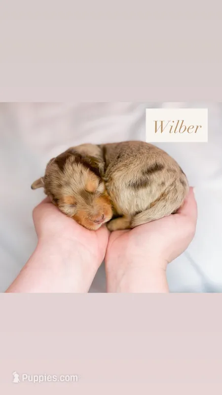 Wilber – Miniature Aussiedoodle puppy for sale in Orleans, IN