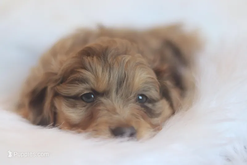 Wilber – Miniature Aussiedoodle puppy for sale in Orleans, IN