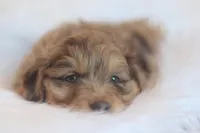 Wilber, a male Miniature Aussiedoodle for sale in Orleans, IN – Photo 1 of 3
