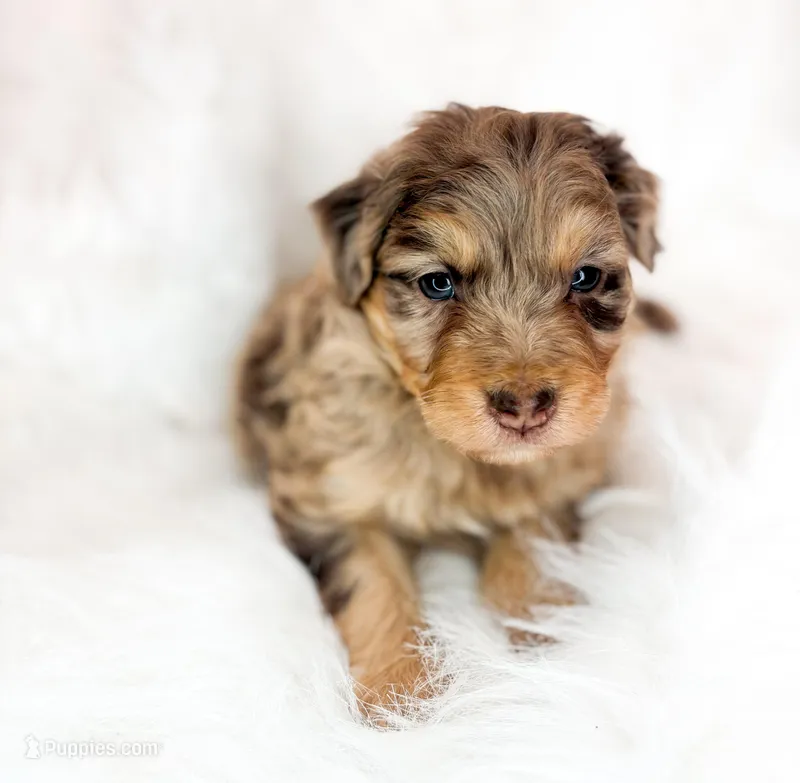 Wilber – Miniature Aussiedoodle puppy for sale in Orleans, IN