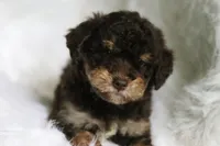 Hersey , a male Poodle - Miniature  and Miniature Aussiedoodle for sale in Orleans, IN – 1 of 4