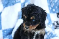 Rory, a female Miniature Aussiedoodle for sale in Orleans, IN – 3 of 6