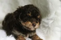 Hersey , a male Poodle - Miniature  and Miniature Aussiedoodle for sale in Orleans, IN – 3 of 4