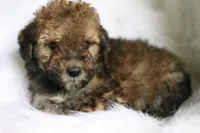 Hu, a  Poodle - Miniature  and Miniature Aussiedoodle for sale in Orleans, IN – 3 of 5