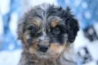 Jess, a male Miniature Aussiedoodle for sale in Orleans, IN – 5 of 5