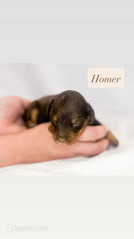 Homer – Miniature Aussiedoodle puppy for sale in Orleans, IN