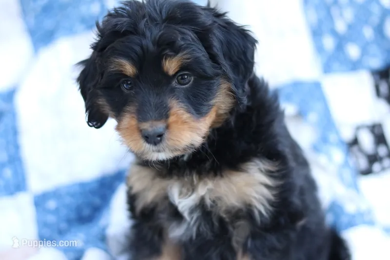 Lane – Miniature Aussiedoodle puppy for sale in Orleans, IN