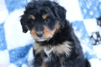 Lane, a female Miniature Aussiedoodle for sale in Orleans, IN – 1 of 3