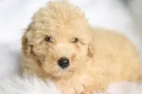 Jonny, a  Miniature Aussiedoodle for sale in Orleans, IN – 6 of 7