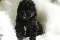 Baby, a  Miniature Aussiedoodle for sale in Orleans, IN – 2 of 5