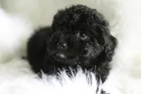 Baby, a  Miniature Aussiedoodle for sale in Orleans, IN – 4 of 5