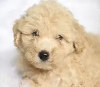 Jonny, a  Miniature Aussiedoodle for sale in Orleans, IN – 7 of 7