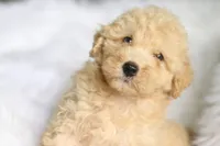 Jonny, a  Miniature Aussiedoodle for sale in Orleans, IN – 2 of 7