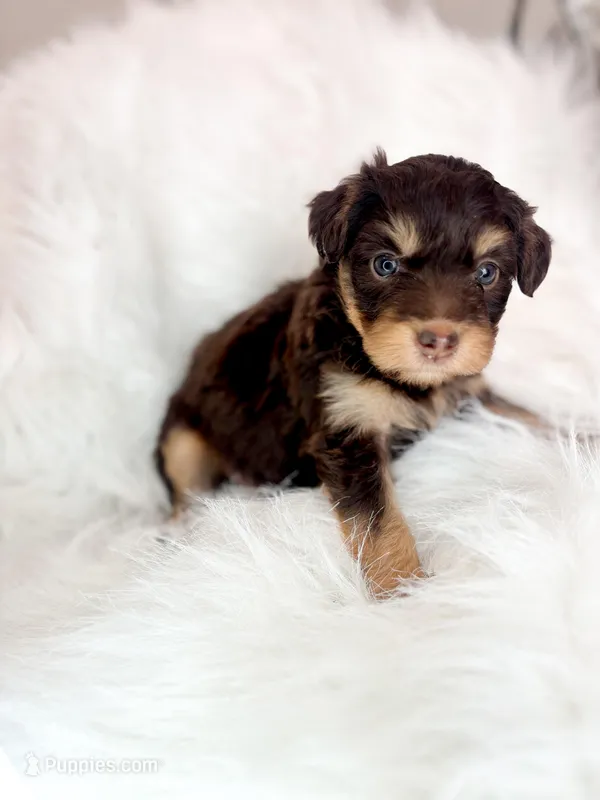 Charlotte  – Miniature Aussiedoodle puppy for sale in Orleans, IN