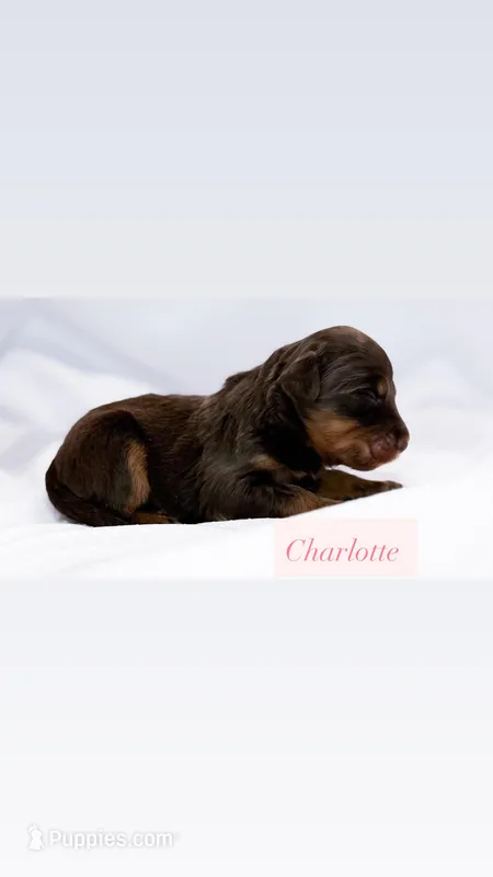 Charlotte  – Miniature Aussiedoodle puppy for sale in Orleans, IN