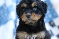 Rory, a female Miniature Aussiedoodle for sale in Orleans, IN – 6 of 6