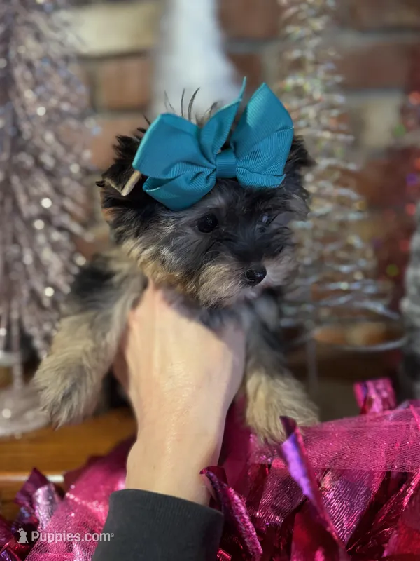 AMELIA, a female Yorkshire Terrier for sale in Dallas, TX – Photo 1 of 9