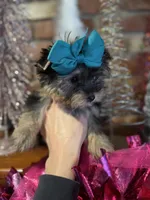 AMELIA, a female Yorkshire Terrier for sale in Dallas, TX – Photo 1 of 9