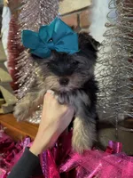 AMELIA, a female Yorkshire Terrier for sale in Dallas, TX – Photo 7 of 9