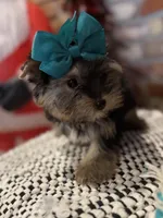 AMELIA, a female Yorkshire Terrier for sale in Dallas, TX – Photo 4 of 9