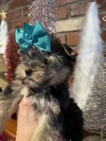 AMELIA, a female Yorkshire Terrier for sale in Dallas, TX – Photo 6 of 9