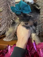 AMELIA, a female Yorkshire Terrier for sale in Dallas, TX – Photo 3 of 9