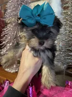 AMELIA, a female Yorkshire Terrier for sale in Dallas, TX – Photo 2 of 9