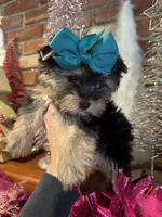 AMELIA, a female Yorkshire Terrier for sale in Dallas, TX – Photo 8 of 9