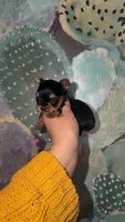 SOOKIE, a female Yorkshire Terrier for sale in Dallas, TX – 3 of 4