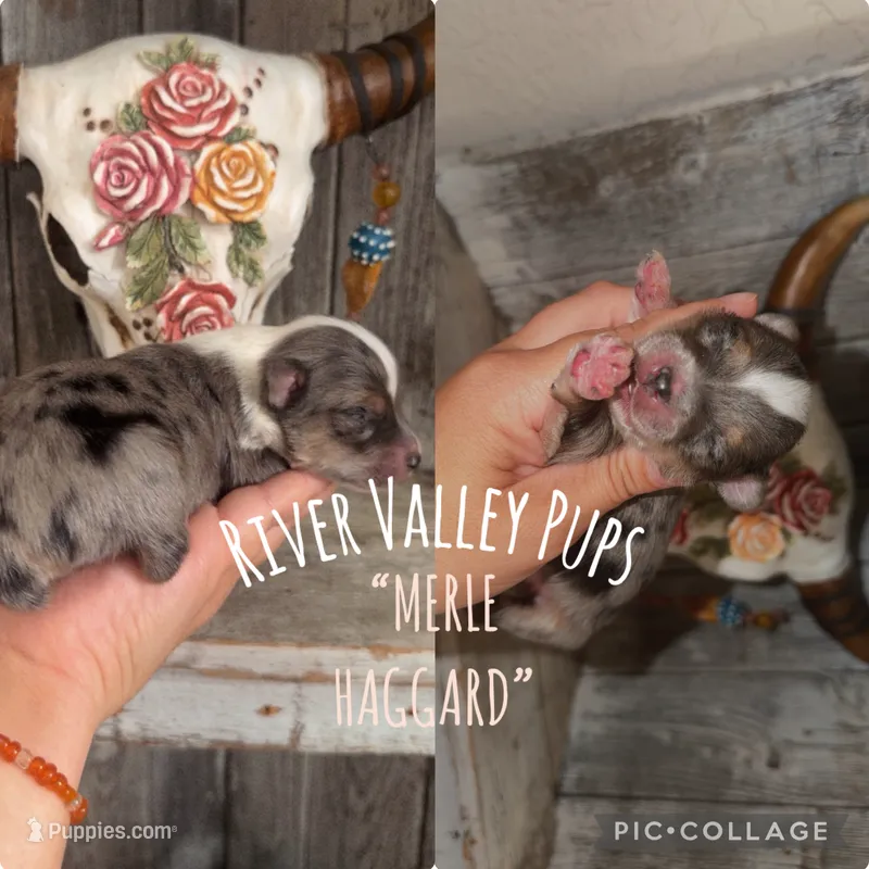 MERLE HAGGARD  – Yorkshire Terrier puppy for sale in Dallas, TX