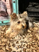 CISCO❣️, a male Yorkshire Terrier for sale in Dallas, TX – Photo 4 of 7