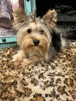 CISCO❣️, a male Yorkshire Terrier for sale in Dallas, TX – Photo 7 of 7