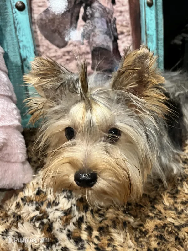 CISCO❣️, a male Yorkshire Terrier for sale in Dallas, TX – Photo 1 of 7